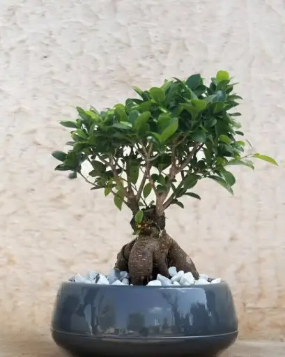 نبات البونساي 