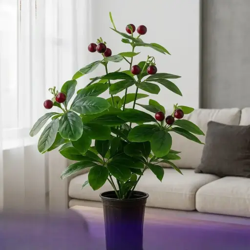 شجرة عناب زينة طول 65 سم 