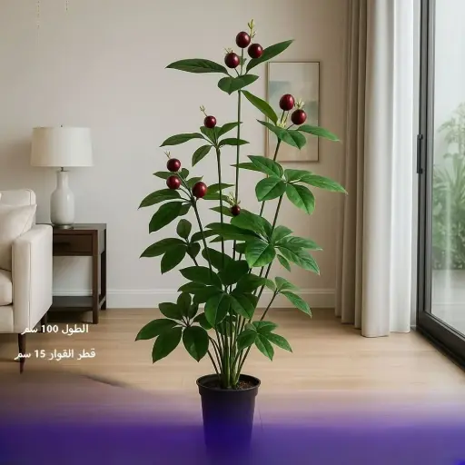 شجرة عناب زينة طول 100 سم 